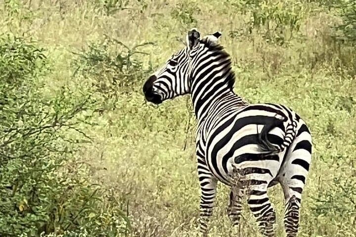 5-Day Serengeti, Ngorongoro & Tarangire Safari from Arusha
