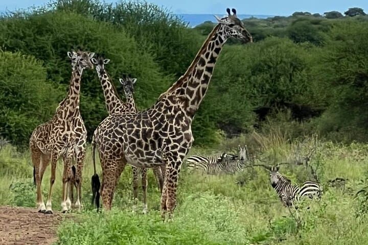 5-Day Serengeti, Ngorongoro & Tarangire Safari from Arusha photo 2