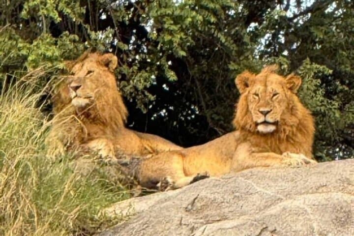 5-Day Serengeti, Ngorongoro & Tarangire Safari from Arusha photo 3