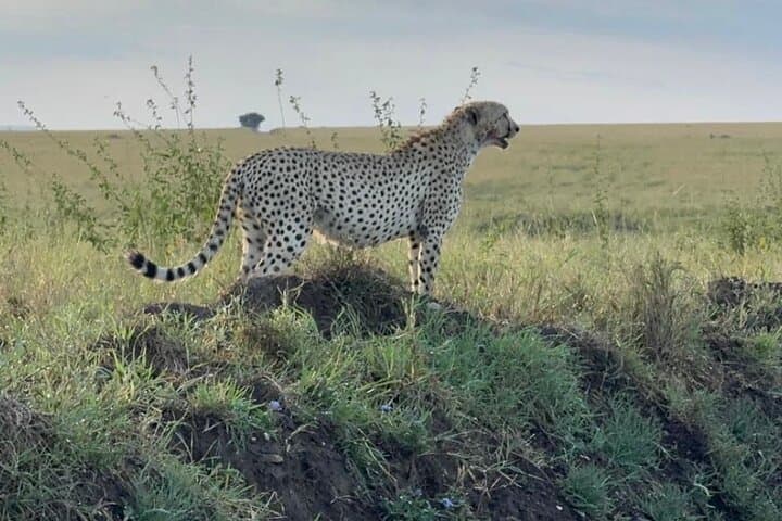 5-Day Serengeti, Ngorongoro & Tarangire Safari from Arusha photo 4