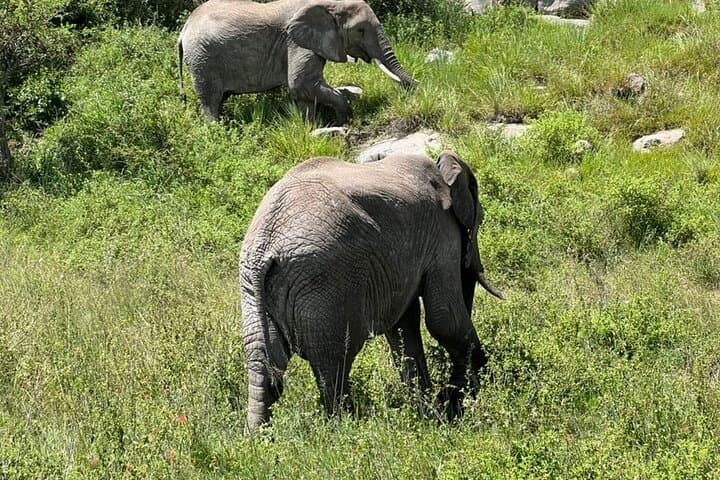 5-Day Serengeti, Ngorongoro & Tarangire Safari from Arusha photo 5