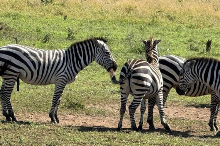 5-Day Serengeti, Ngorongoro & Tarangire Safari from Arusha photo 6