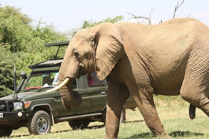 4-Day Safari: Maasai Mara & Lake Nakuru at Sarova Lodges photo 1