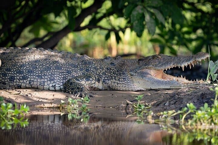 Nitmiluk Gorge & Katherine Hot Springs Full-Day Tour from Darwin photo 4