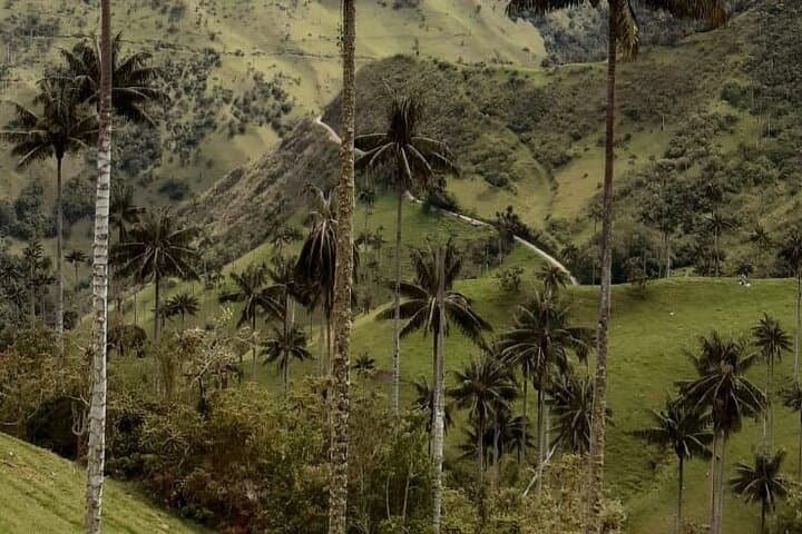 Carbonera & Tochecito Hike: Salento's Wax Palm Experience photo 3