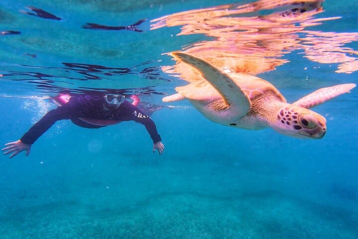 Aruba Turtle Spotting Snorkeling Adventure — Swim with Sea Turtles photo 2