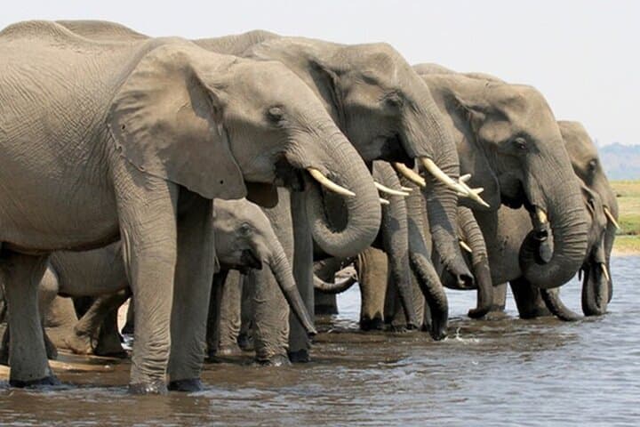 Chobe River Safari: Day Trip from Victoria Falls to Chobe National Park photo 2