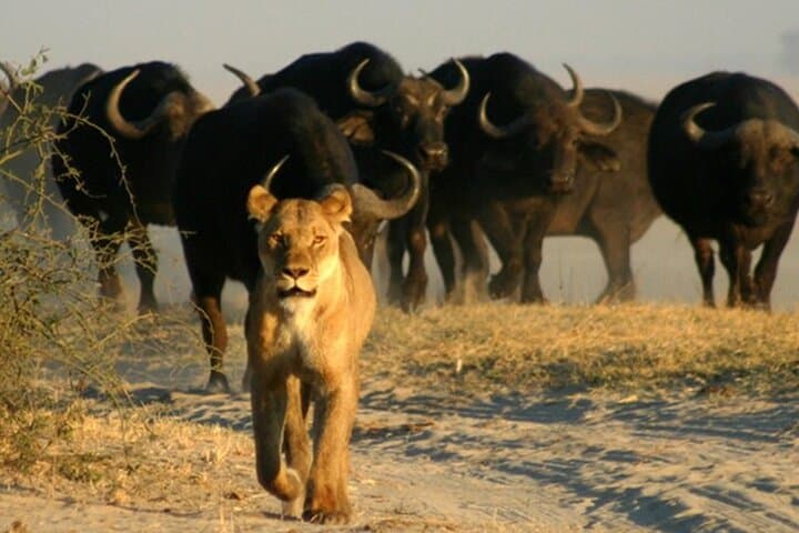 Chobe River Safari: Day Trip from Victoria Falls to Chobe National Park photo 4