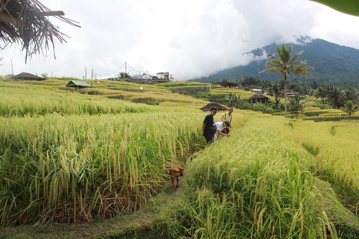 Munduk Private Customized Highlights Tour: Waterfalls, Temples & Rice Terraces