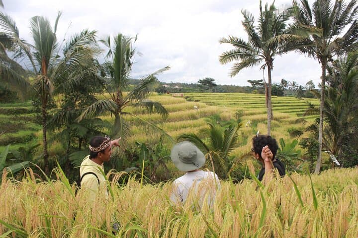Munduk Private Customized Highlights Tour: Waterfalls, Temples & Rice Terraces photo 2