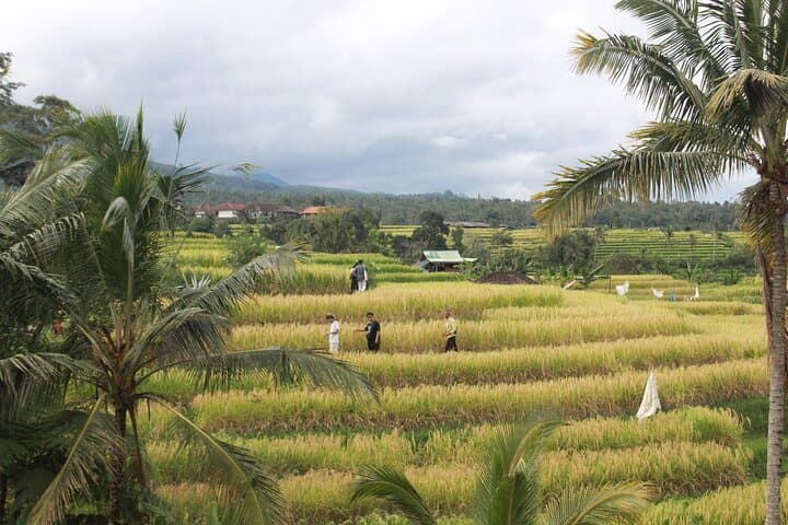 Munduk Private Customized Highlights Tour: Waterfalls, Temples & Rice Terraces photo 3