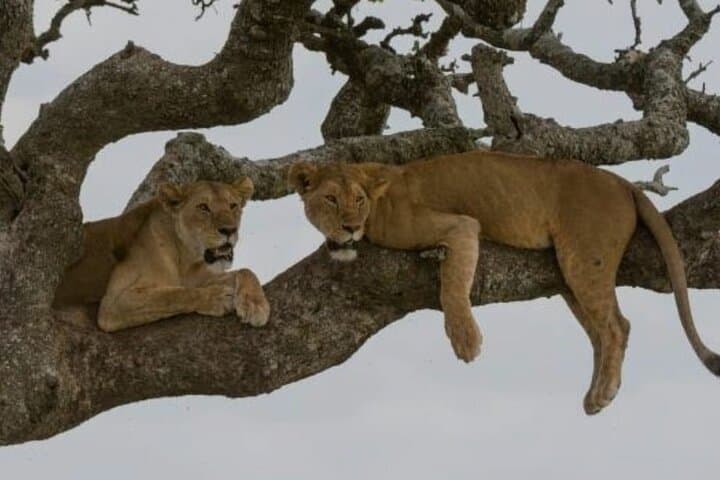 Victoria Falls Rhino Game Drive: 2-Hour Safari & Rhino Tracking Walk photo 2