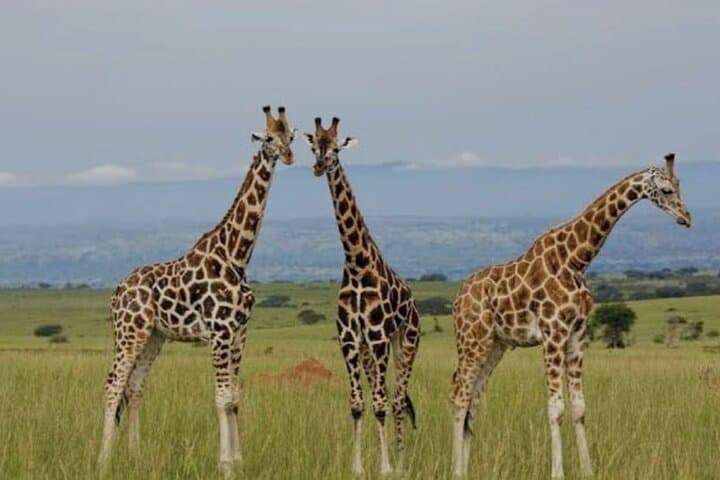 Victoria Falls Rhino Game Drive: 2-Hour Safari & Rhino Tracking Walk photo 3
