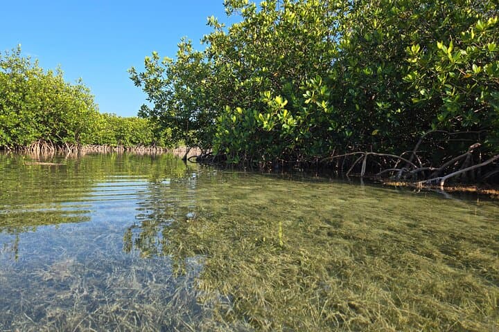 Guided Mangrove Eco Tour: Kayak & Paddleboard on Geiger Key (From Key West) photo 5