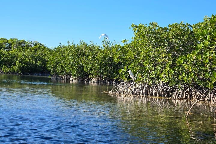 Geiger Key Mangrove Kayak & Paddleboard Tour: Private Eco Adventure in the Florida Keys photo 2