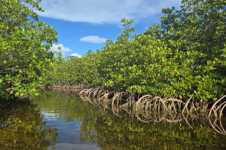 Geiger Key Mangrove Kayak & Paddleboard Tour: Private Eco Adventure in the Florida Keys photo 3