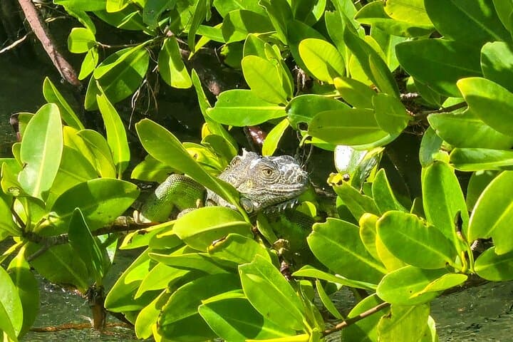 Geiger Key Mangrove Kayak & Paddleboard Tour: Private Eco Adventure in the Florida Keys photo 4