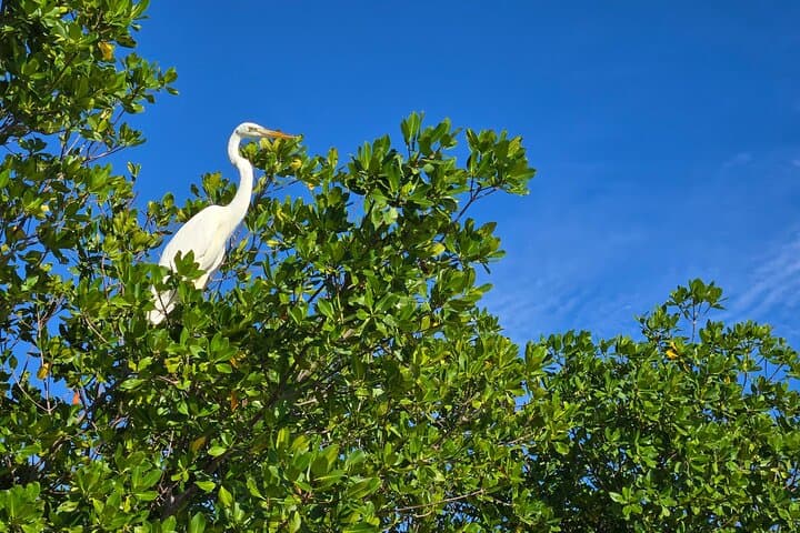 Geiger Key Mangrove Kayak & Paddleboard Tour: Private Eco Adventure in the Florida Keys photo 5