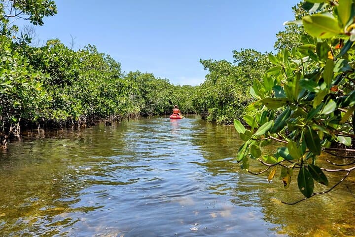 Geiger Key Mangrove Kayak & Paddleboard Tour: Private Eco Adventure in the Florida Keys photo 6
