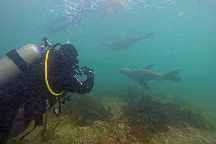 Dive with Sea Lions at Punta Loma — Private Scuba Experience in Puerto Madryn photo 2