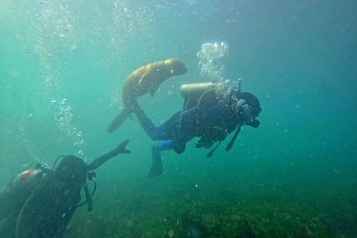 Dive with Sea Lions at Punta Loma — Private Scuba Experience in Puerto Madryn photo 3