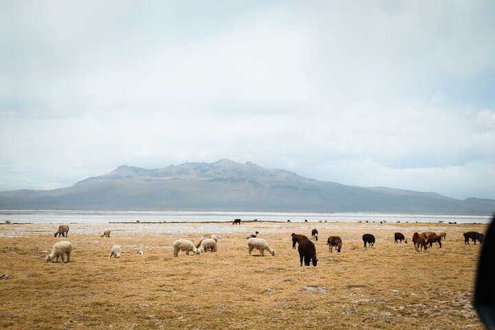 Full-Day Salinas & Aguada Blanca Reserve Tour from Arequipa: High-Andean Landscapes and Culture photo 3