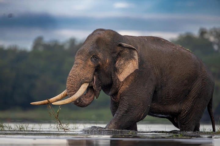 Arugam Bay to Yala Safari and Colombo Shuttle: Full-Day Wildlife Drive photo 4