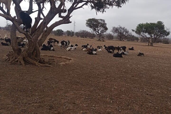 Goats in Argan Trees and Kasbah Agadir Oufella: Half-Day Tour from Agadir photo 3