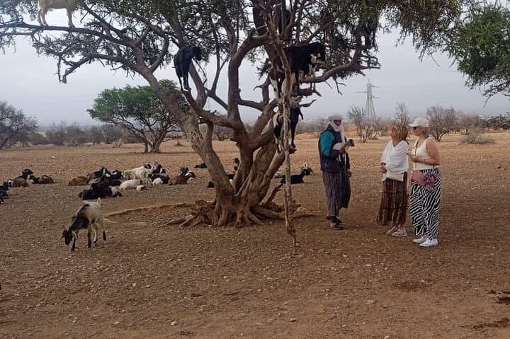 Goats in Argan Trees and Kasbah Agadir Oufella: Half-Day Tour from Agadir photo 4