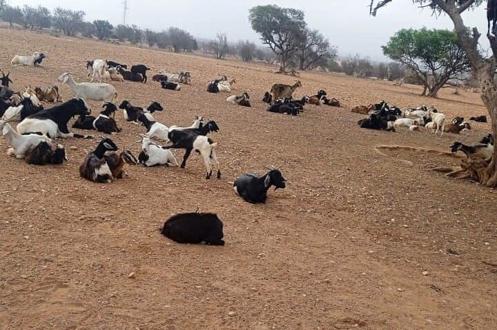 Goats in Argan Trees and Kasbah Agadir Oufella: Half-Day Tour from Agadir photo 5