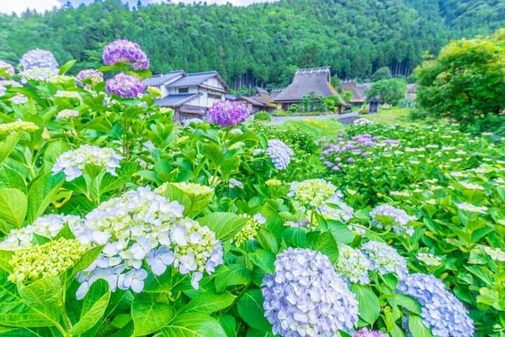 Amanohashidate, Ine Funaya & Miyama Thatched Village: Day Tour from Osaka photo 4