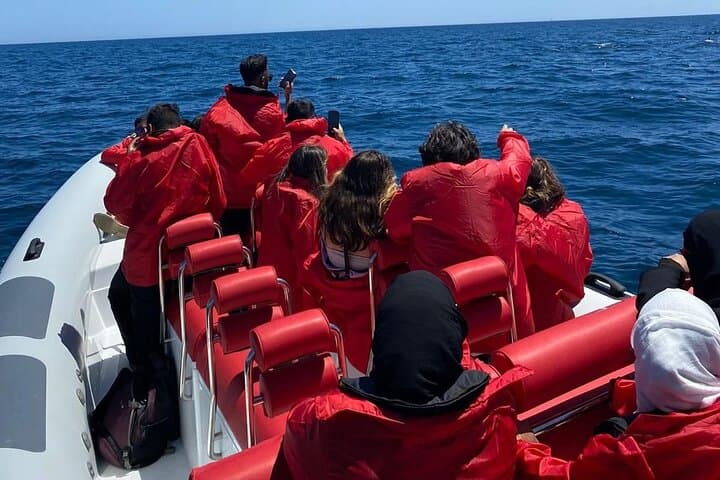 Vilamoura Dolphin Safari to São Rafael Caves — 2‑Hour Coastal Cruise photo 6