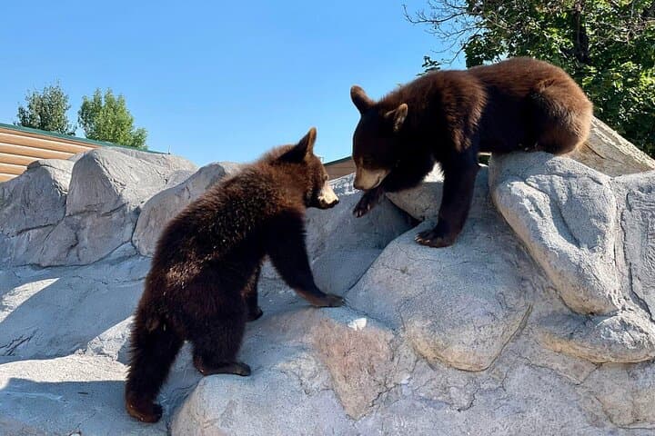 Yellowstone Private Full-Day Tour: Wildlife, Geysers & Hidden Hot Springs photo 5