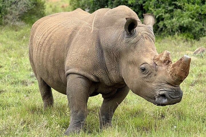 Schotia Safari: Big Five Game Drive in the Eastern Cape