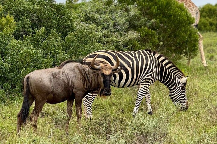 Schotia Safari: Big Five Game Drive in the Eastern Cape photo 2