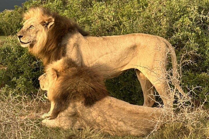 Schotia Safari: Big Five Game Drive in the Eastern Cape photo 5