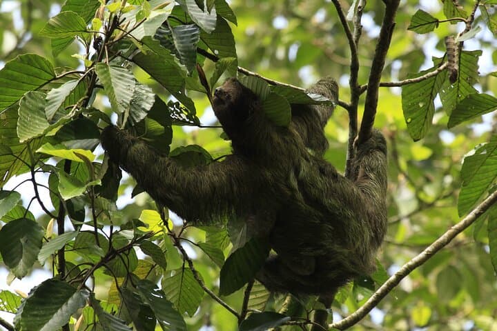 Guided Sloth-Watching Walk Near San José: Easy Wildlife Tour
