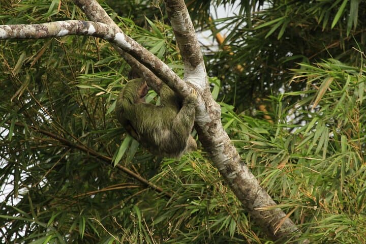 Guided Sloth-Watching Walk Near San José: Easy Wildlife Tour photo 2