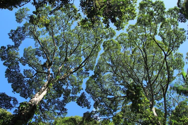 Guided Sloth-Watching Walk Near San José: Easy Wildlife Tour photo 4
