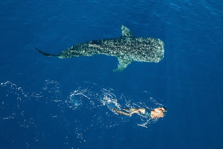Swim with Whale Sharks in Cancun — Guided Snorkel Adventure to Isla Mujeres photo 6
