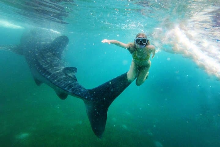 Swim with Whale Sharks in Cancun — Guided Snorkel Adventure to Isla Mujeres photo 5