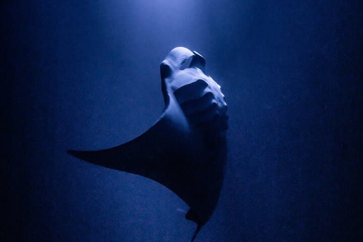 Kona One-Tank Manta Night Dive & Snorkel — Evening Manta Ray Encounter