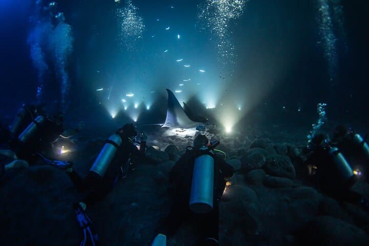 Kona One-Tank Manta Night Dive & Snorkel — Evening Manta Ray Encounter photo 3