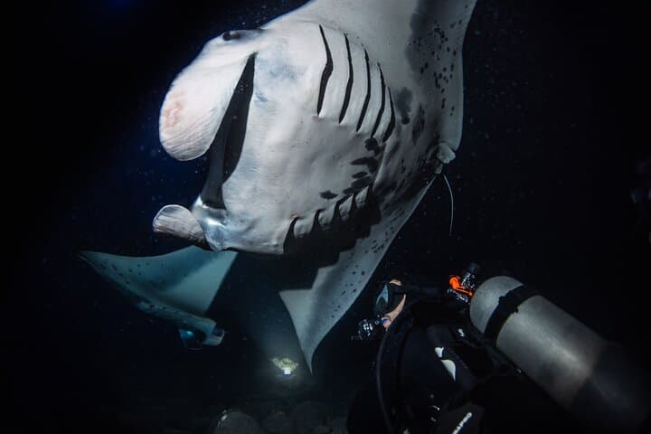 Kona One-Tank Manta Night Dive & Snorkel — Evening Manta Ray Encounter photo 4