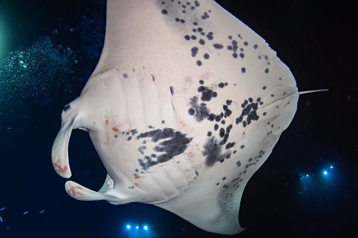 Kona One-Tank Manta Night Dive & Snorkel — Evening Manta Ray Encounter photo 6