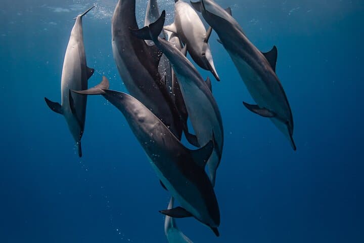 Kona Two-Tank Morning Reef Dive & Snorkel — Best Marine Life Encounters