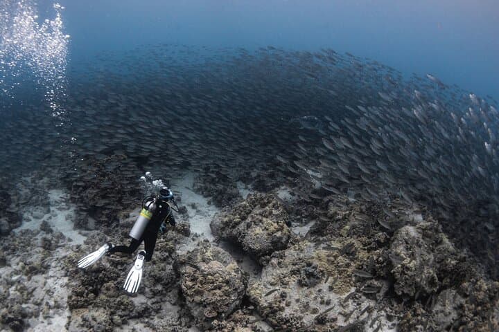 Kona Two-Tank Morning Reef Dive & Snorkel — Best Marine Life Encounters photo 5