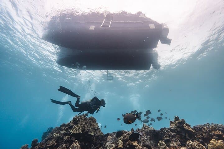 Kona Two-Tank Morning Reef Dive & Snorkel — Best Marine Life Encounters photo 3