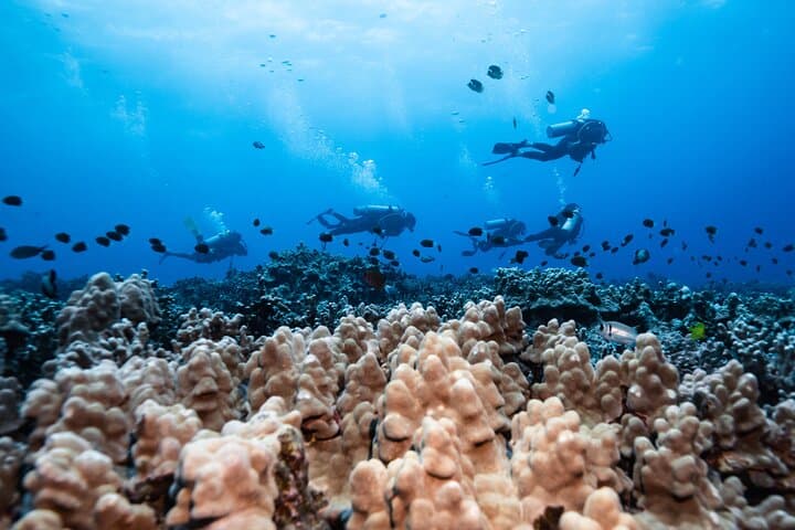 Kona Two-Tank Morning Reef Dive & Snorkel — Best Marine Life Encounters photo 6