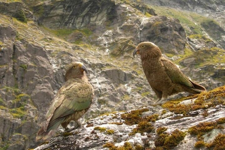 Rob Roy Glacier Guided Walk: Wanaka’s One-Day Alpine Trek photo 5